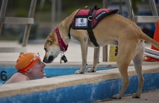 service dog sniffing a man in a swimming pool