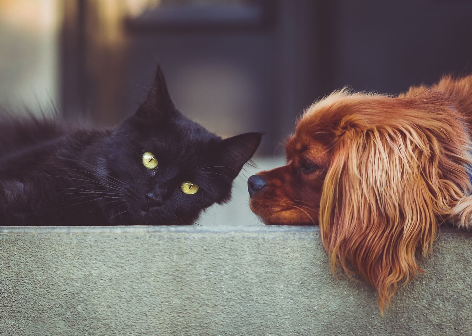 pet-custody-law-in-divorce