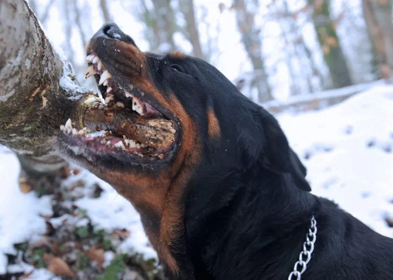 a rottweiler biting a broken tree branch on a tree
